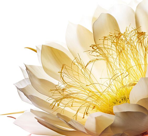 Koningin van de nacht -Cryo-extract van de koningin van de nacht-Cereus grandiflorus (cactus) flower extract