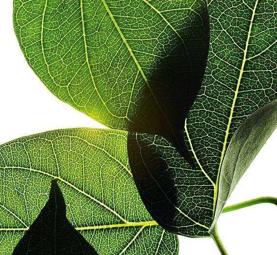 Gymnéma -Extrait de gymnéma-Gymnema sylvestre leaf extract