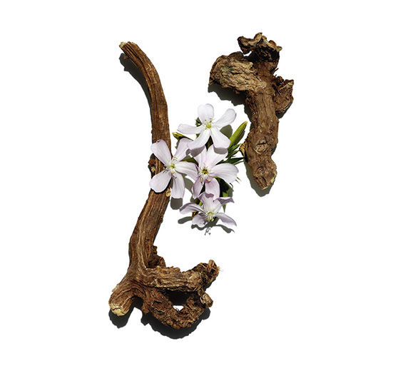 Zeepkruid -Zeepkruidextract-Saponaria officinalis root extract