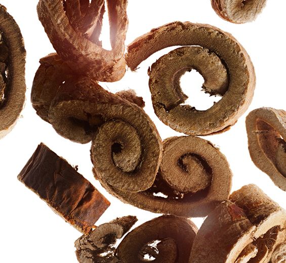 Mûrier blanc -Extrait de mûrier blanc bio-Morus alba root extract