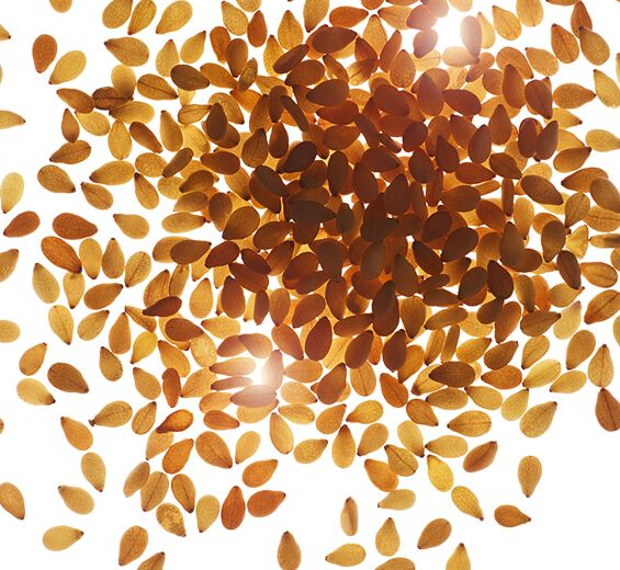 Sésame -Huile de sésame bio-Sesamum indicum (sesame) seed oil