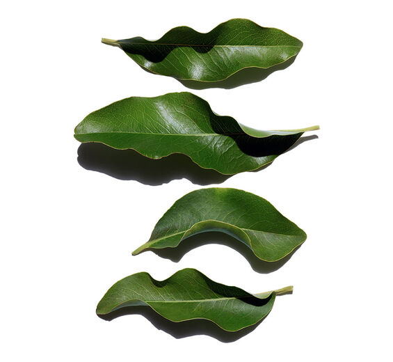 Afrikaanse ebbenboom -Biologisch Afrikaans ebbenhoutextract-Diospyros mespiliformis leaf extract