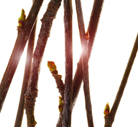 Lijsterbes -Biologisch peerlijsterbesextract-Pyrus sorbus bud extract