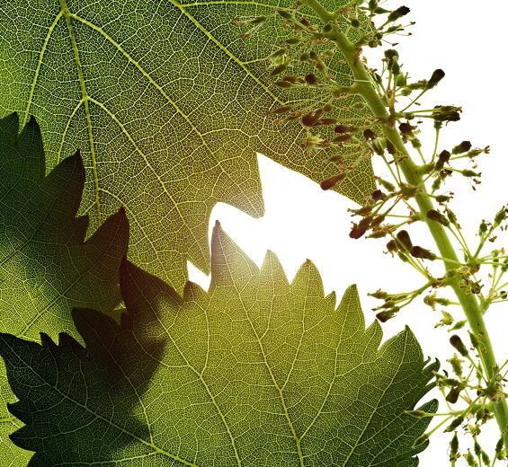 Vigne -Extrait de cellules de fleur de vigne-Vitis vinifera (grape) flower cell extract