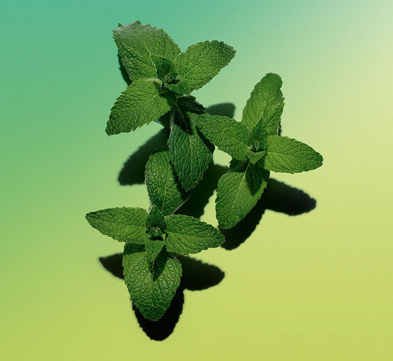 Akkermunt -Essentiële akkermuntolie-Mentha arvensis leaf oil