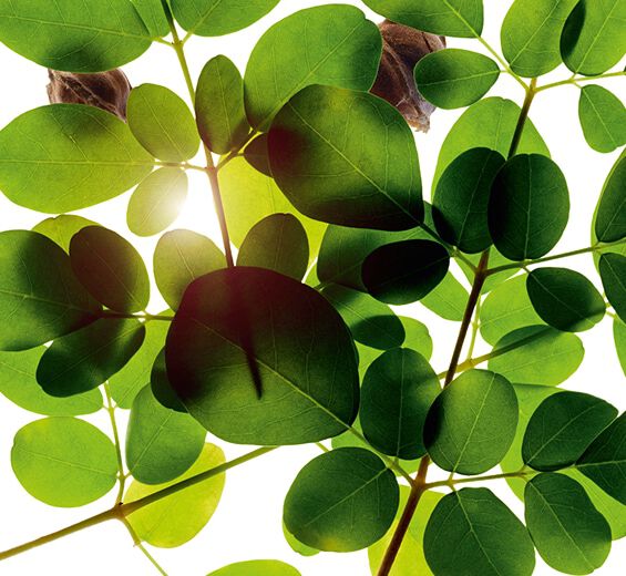Moringa -Moringa-extract-Moringa oleifera seed extract