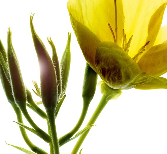 Onagre-Extrait d'onagre (plante bio)-Oenothera Biennis (Evening Primrose) Flower/Leaf/Stem Extract