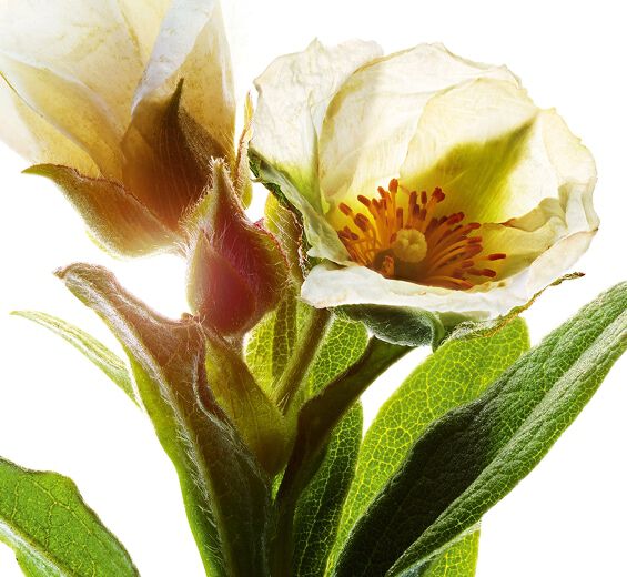 Ciste de Montpellier -Extrait de ciste de montpellier bio-Cistus monspeliensis extract