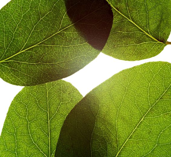 Kweepeer -Extract van kweepeerblad-Cydonia oblonga leaf extract