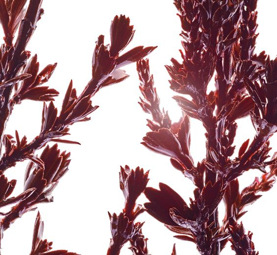 Myrothamnus -Extrait de myrothamnus-Myrothamnus flabellifolia leaf/stem extract