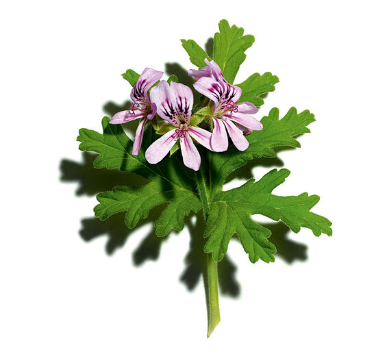 Geur Geranium -Essentiële olie van zoetgeurende geranium-Pelargonium graveolens flower oil