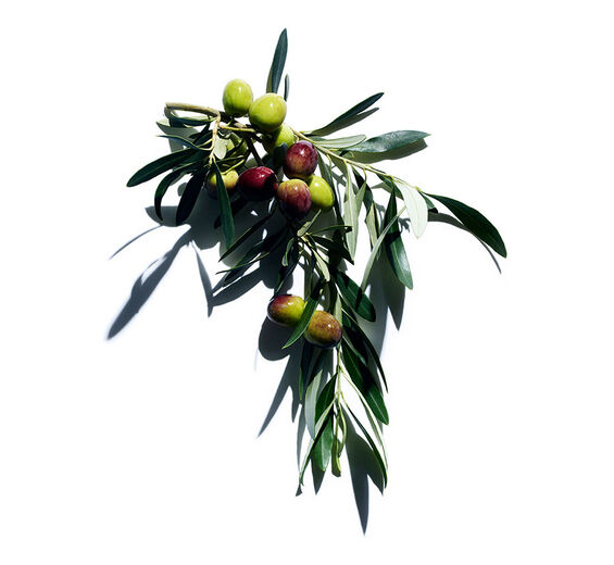 Olivier -Extrait d’olive-Olea europaea (olive) leaf extract