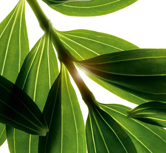 Zeepkruid -Biologisch zeepkruidextract-Saponaria officinalis leaf extract