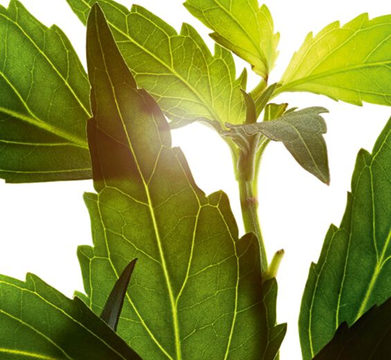 Java thee-Orthosiphonextract-Orthosiphon stamineus extract