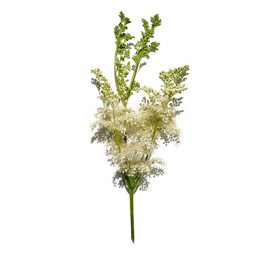 Moerasspirea -Moerasspirea-extract-Spiraea ulmaria extract