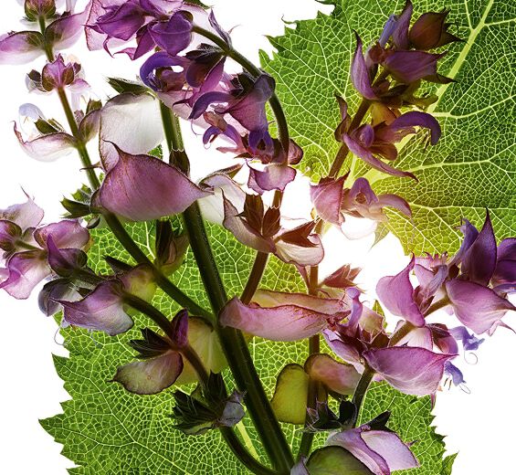Muskaatsalie&nbsp;-Essenti&euml;le muskaatsalie-olie-Salvia sclarea (clary) oil