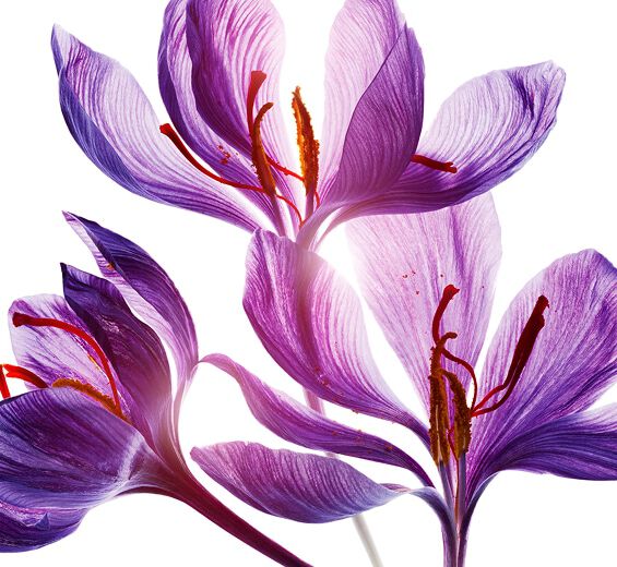 Safran -Polyphénols de fleur de safran (plante bio)-Crocus sativus flower extract