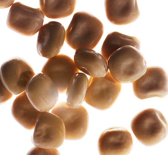 Lupin blanc -Extrait de lupin blanc bio-Hydrolyzed lupine protein