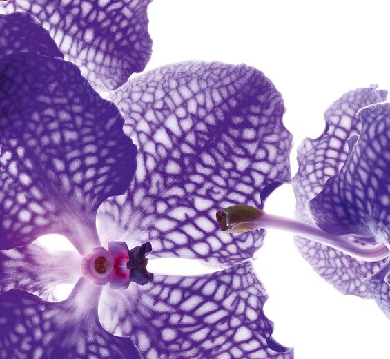 Blauwe orchidee -Blauwe orchidee-extract-Orchid extract,vanda coerulea extract
