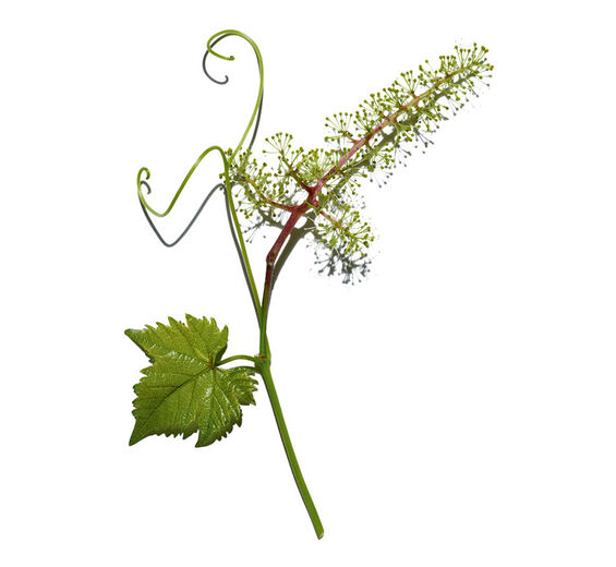 Wijnstok -Celextract van wijnstokbloemen-Vitis vinifera (grape) flower cell extract