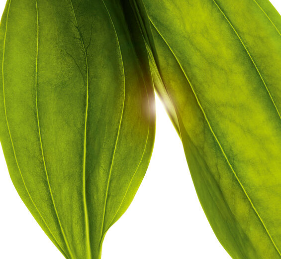 Gentiane jaune -Extrait de gentiane jaune bio-Gentiana lutea extract