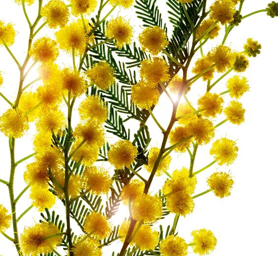 Acacia Sénégal -Micro-perles d’acacia-Acacia Senegal gum