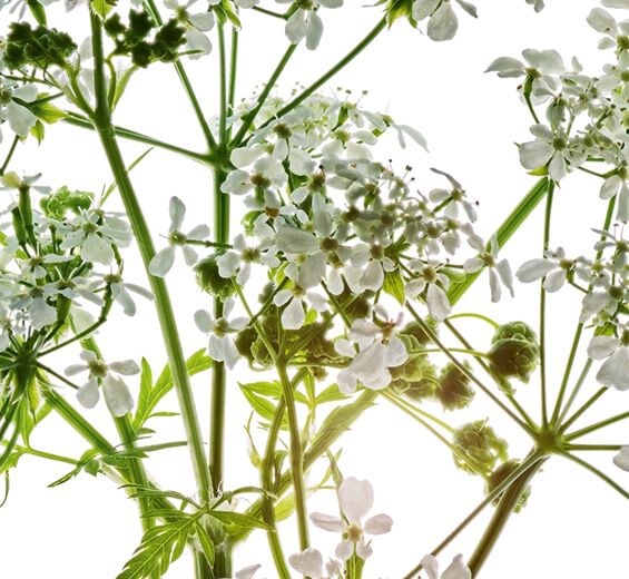 Cerfeuil des bois -Extrait de cerfeuil des bois bio-Anthriscus sylvestris extract