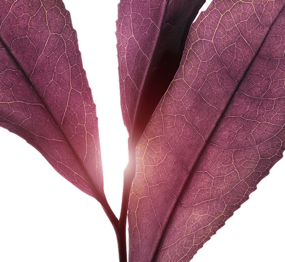 Thé matcha -Extrait de thé violet (plante bio)-undefined