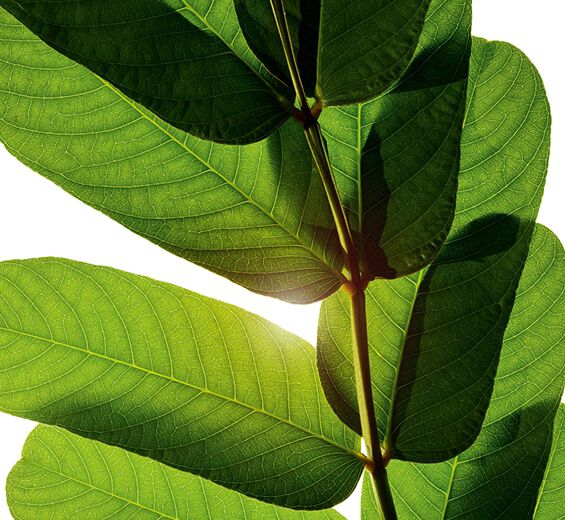 Senna -Senna-extract-Cassia alata leaf extract