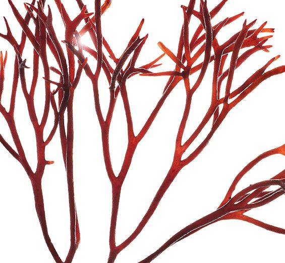 Furcellaria -Extrait de furcellaria-Furcellaria lumbricalis extract