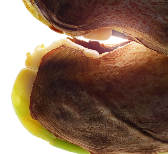 Manguier sauvage -Beurre de mangue sauvage-Irvingia gabonensis kernel butter