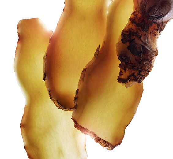 Zerumbet-gember -Zerumbet-gemberextract-Zingiber zerumbet extract