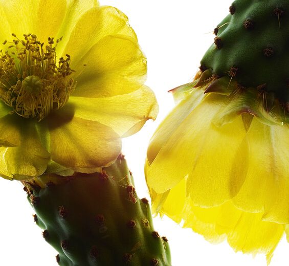 Vijgcactus-Nopalextract-Hydrolyzed opuntia ficus-indica flower extract