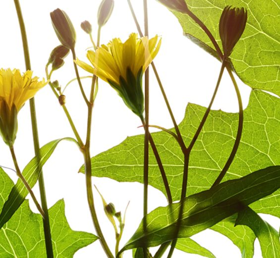 Akkerkool -Akkerkoolextract-Lapsana communis flower/leaf/stem extract