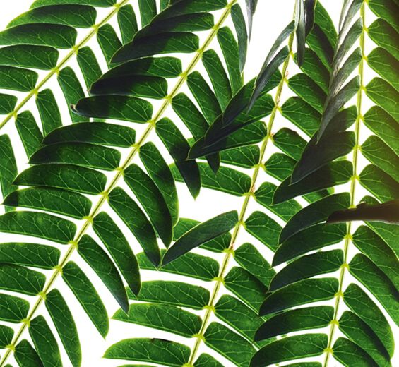 Albizia -Albizia-extract-Albizia julibrissin bark extract