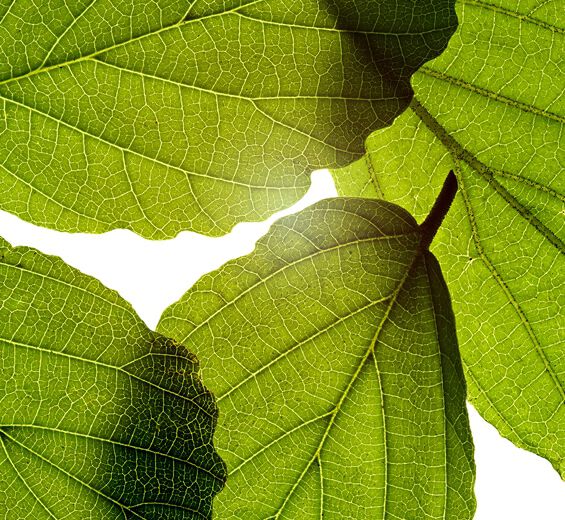 Hamamélis -Extrait d'hamamélis-Hamamelis virginiana (witch hazel) leaf extract