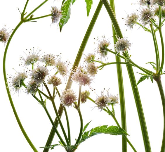 Sanicle -Extrait de sanicle bio-Sanicula europaea extract