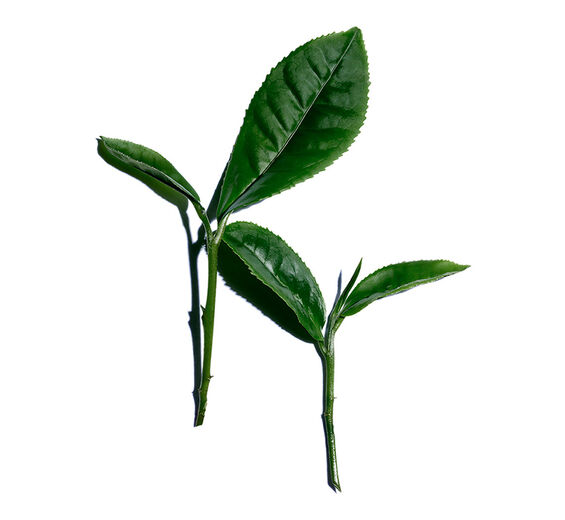 Witte thee-Extract van witte thee-Camellia sinensis leaf extract