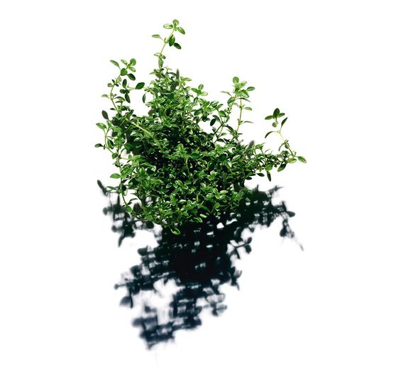 Citroentijm -Citroentijmextract-Thymus citriodorus flower/leaf extract