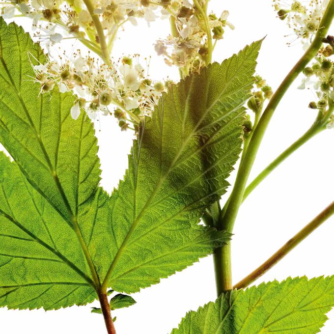 My Clarins PURE-RESET lotion cibl&eacute;e imperfections
