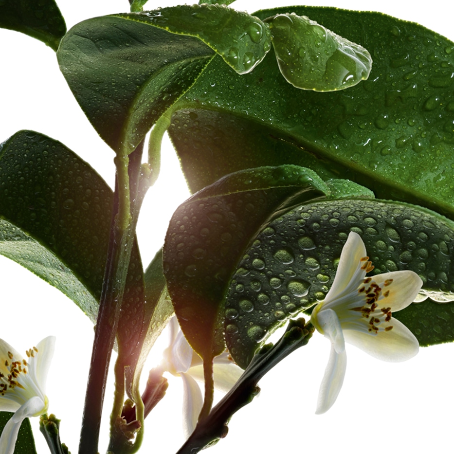 Bittere sinaasappelboom&nbsp;-Bloemenwater van de biologisch bittere sinaasappel-Citrus aurantium amara (bitter orange) flower water