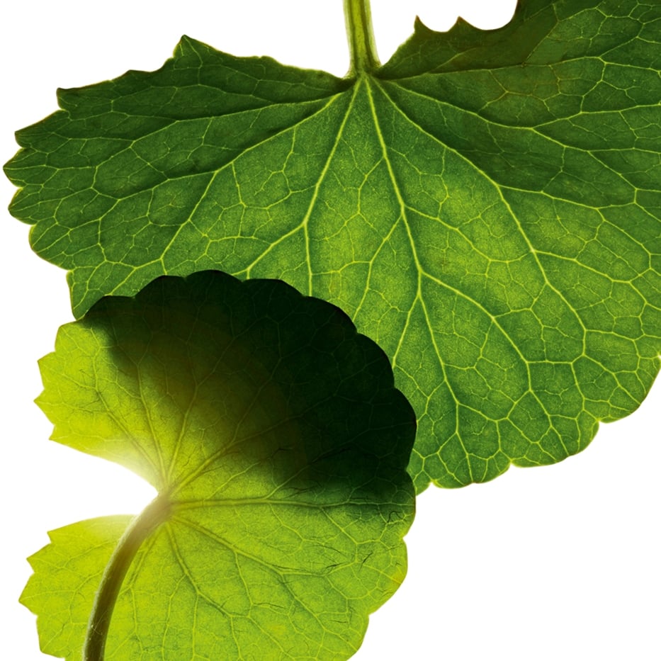 Centella Asiatica -Asiaticoside-Asiaticoside