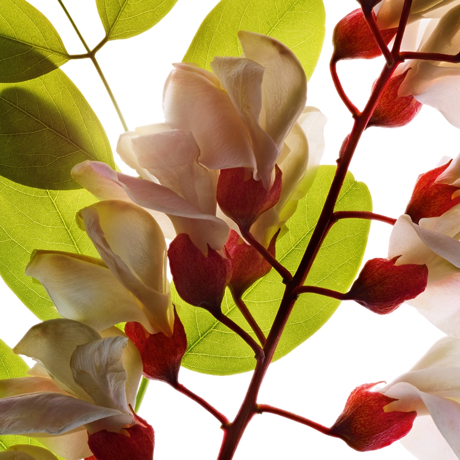 Robinia&nbsp;-Robinia bloemenwater-Robinia pseudoacacia flower extract