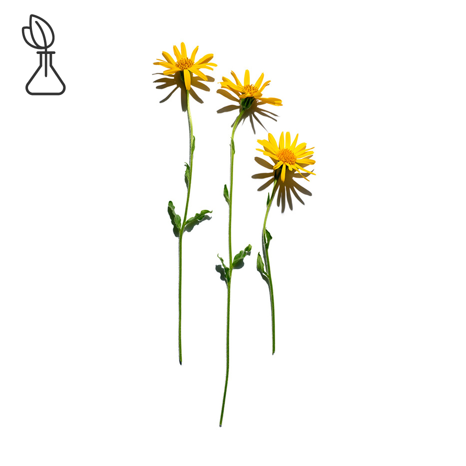 Arnica -Extrait d’arnica-Arnica montana flower extract