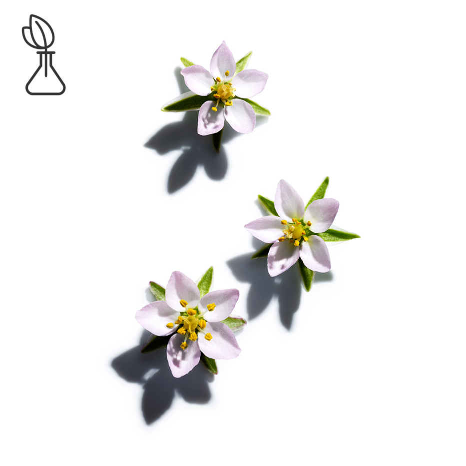 Sabline -Extrait de sabline-Spergularia rubra extract