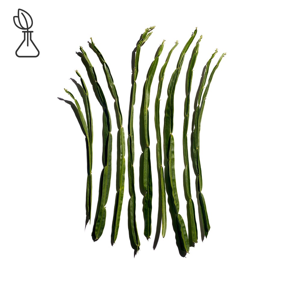 Struikaster-Baccharisextract-Baccharis genistelloides extract