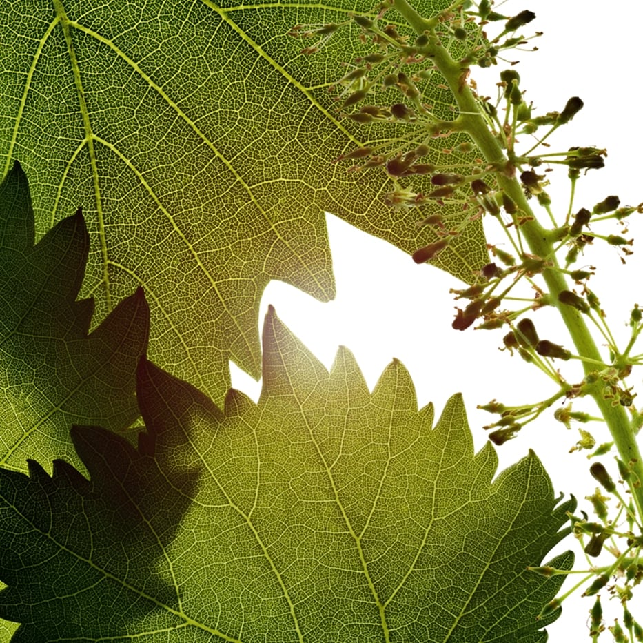 Vigne -Extrait de cellules de fleur de vigne-Vitis vinifera (grape) flower cell extract