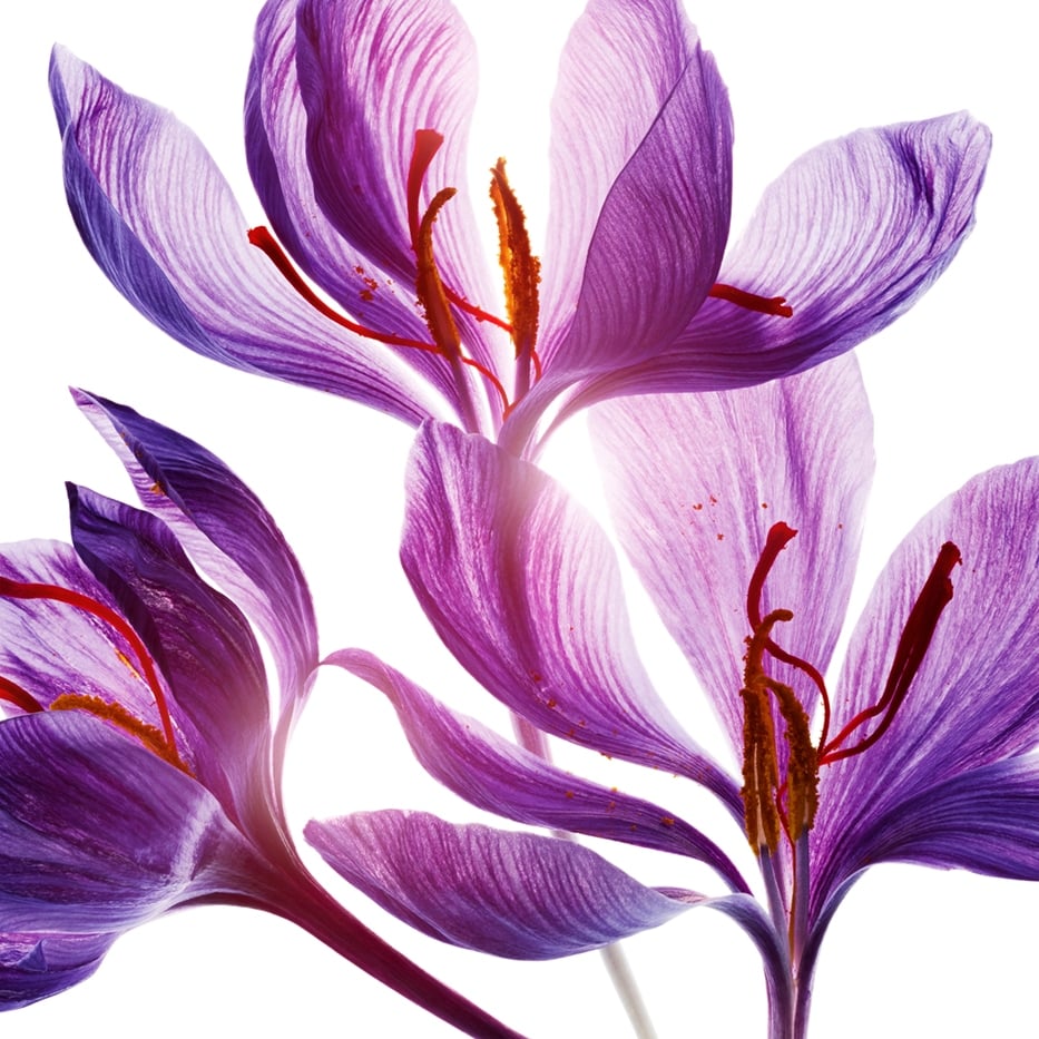 Saffraan -Polyfenolen van saffraanbloem (biologische plant)-Crocus sativus flower extract