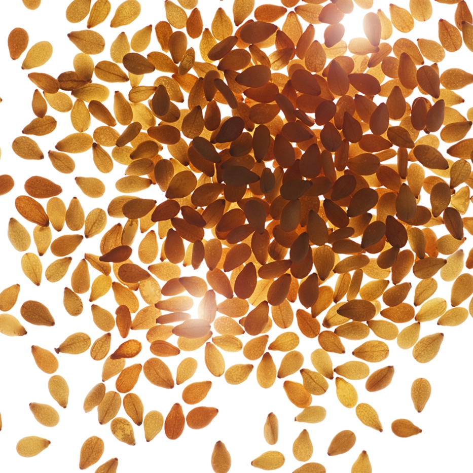 Sésame -Huile de sésame bio-Sesamum indicum (sesame) seed oil