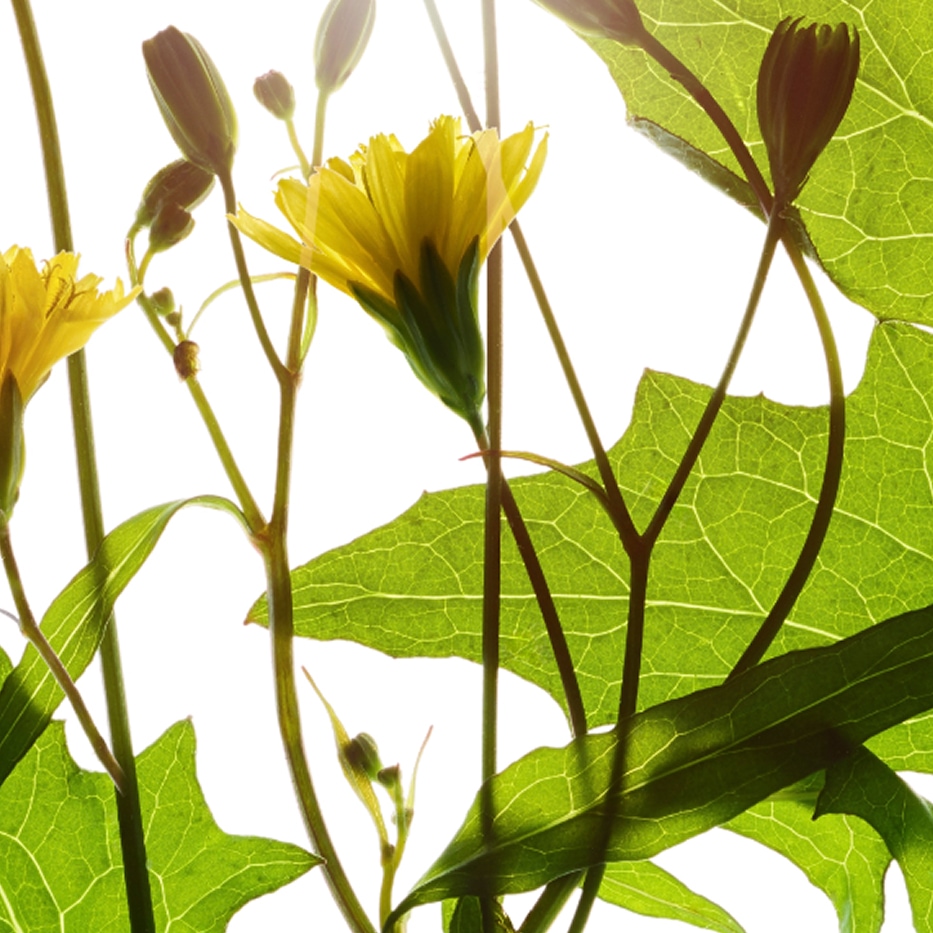 Akkerkool -Akkerkoolextract-Lapsana communis flower/leaf/stem extract